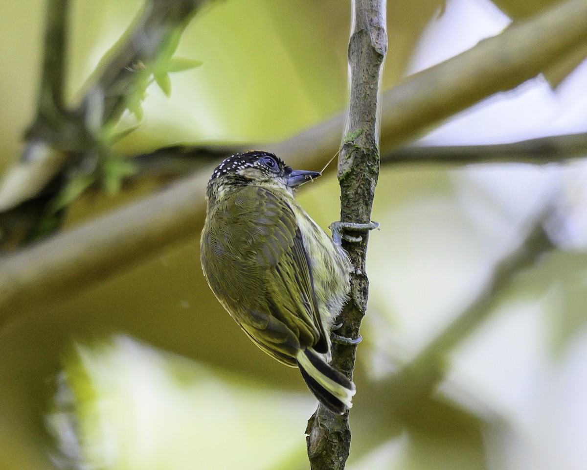 オリーブヒメキツツキ - ML646743566