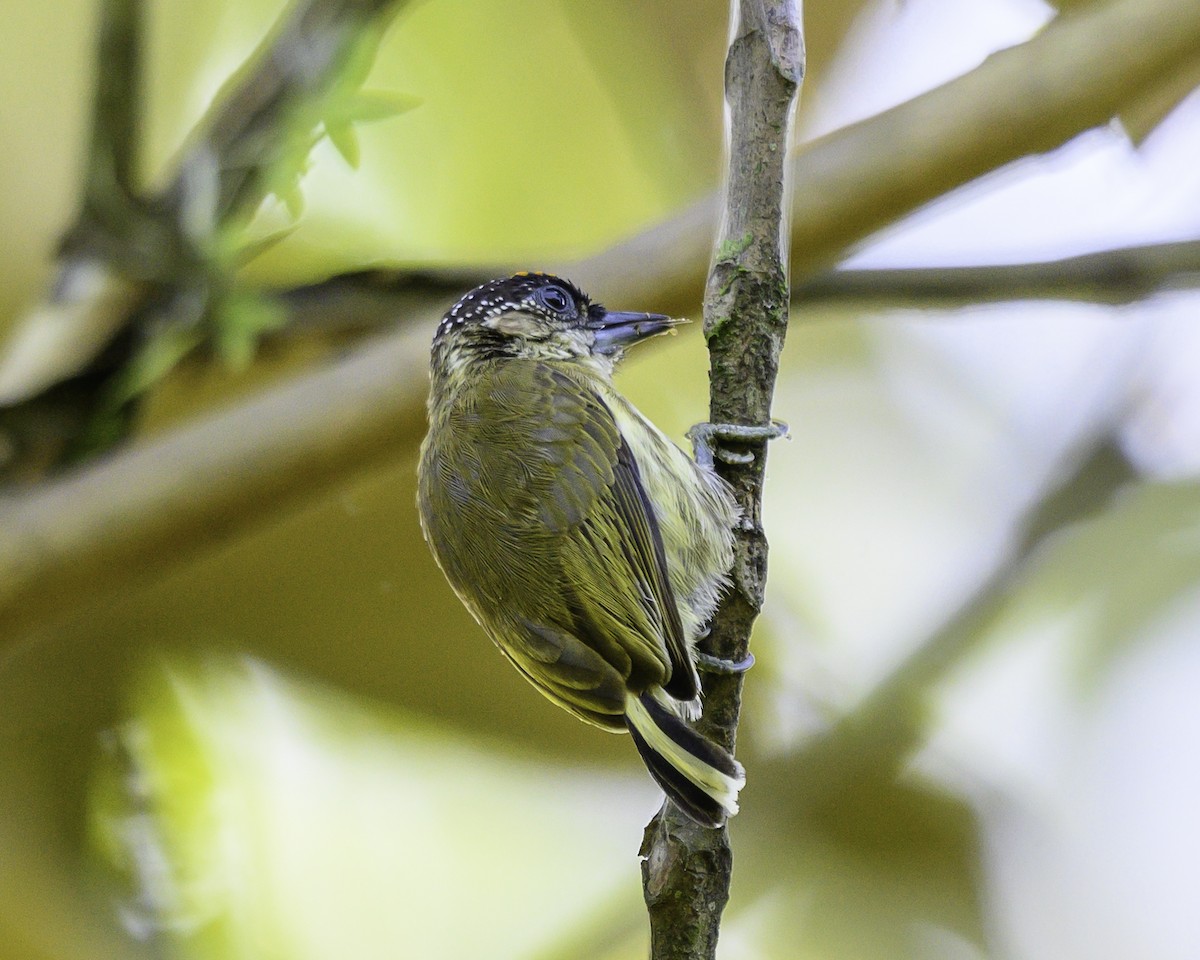 オリーブヒメキツツキ - ML646743567