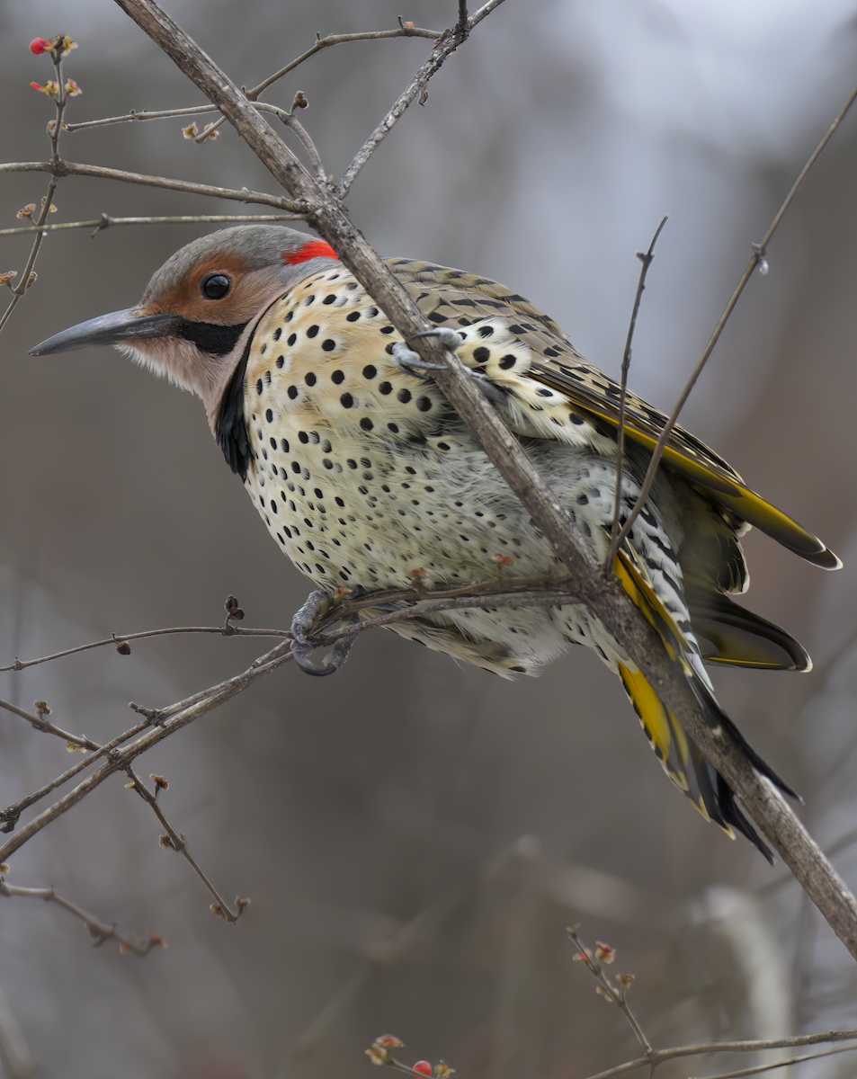 Northern Flicker - ML646743569