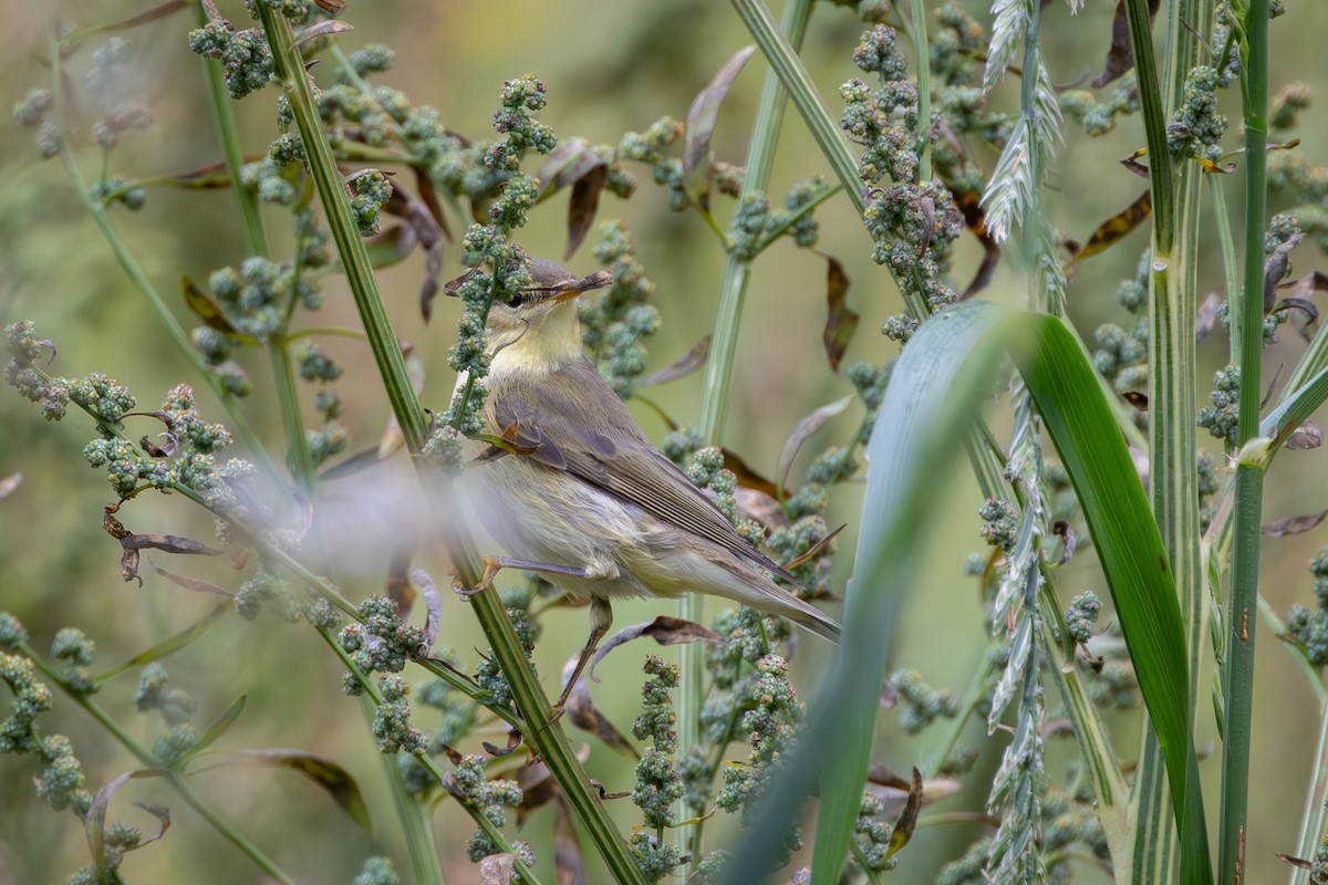 Mosquitero Musical - ML646743571