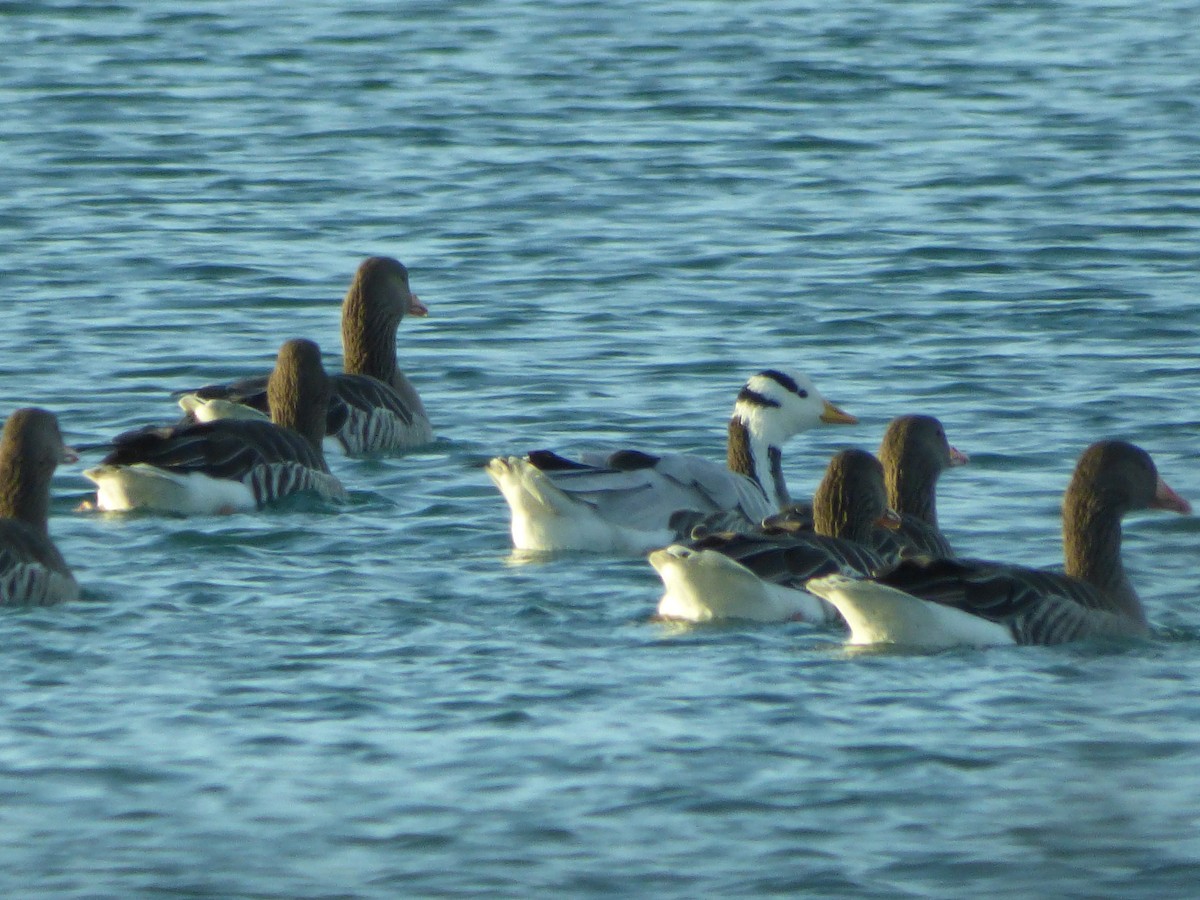 Bar-headed Goose - ML646743577