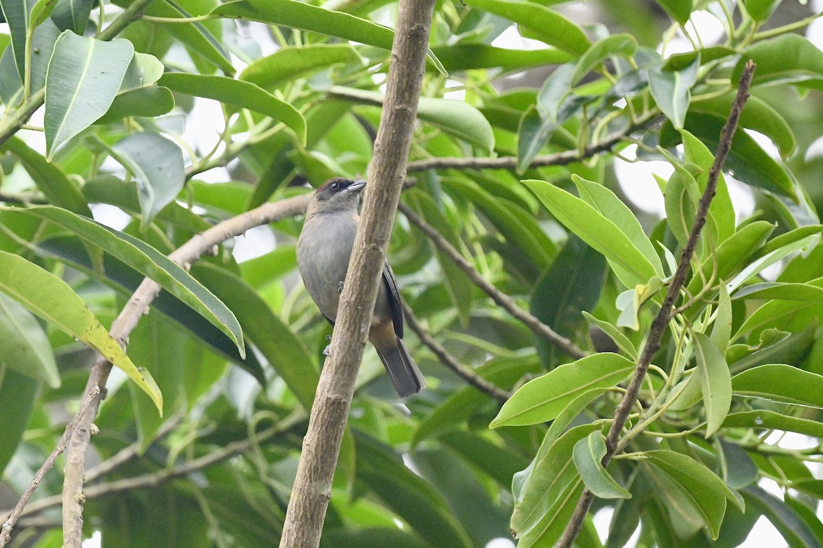 Lesser Antillean Tanager (Grenada) - ML646743581