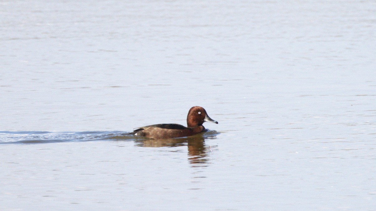 Ferruginous Duck - ML646743585