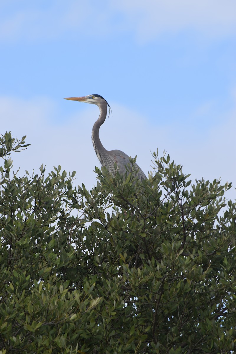 Чапля північна [група herodias] - ML646743592