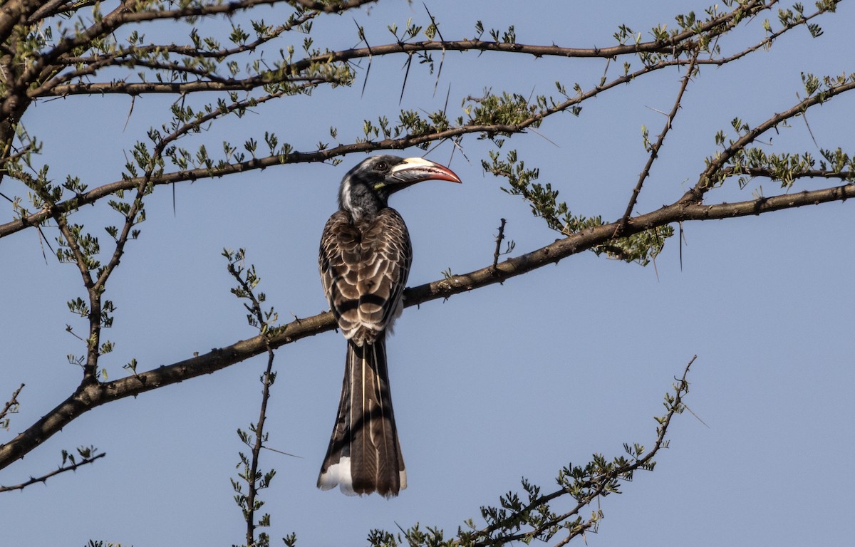 African Gray Hornbill - ML646743594