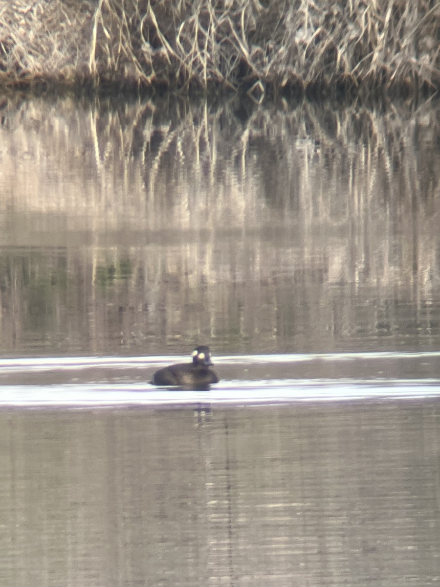 Ahatebeltz hegalzuri amerikarra - ML646743595