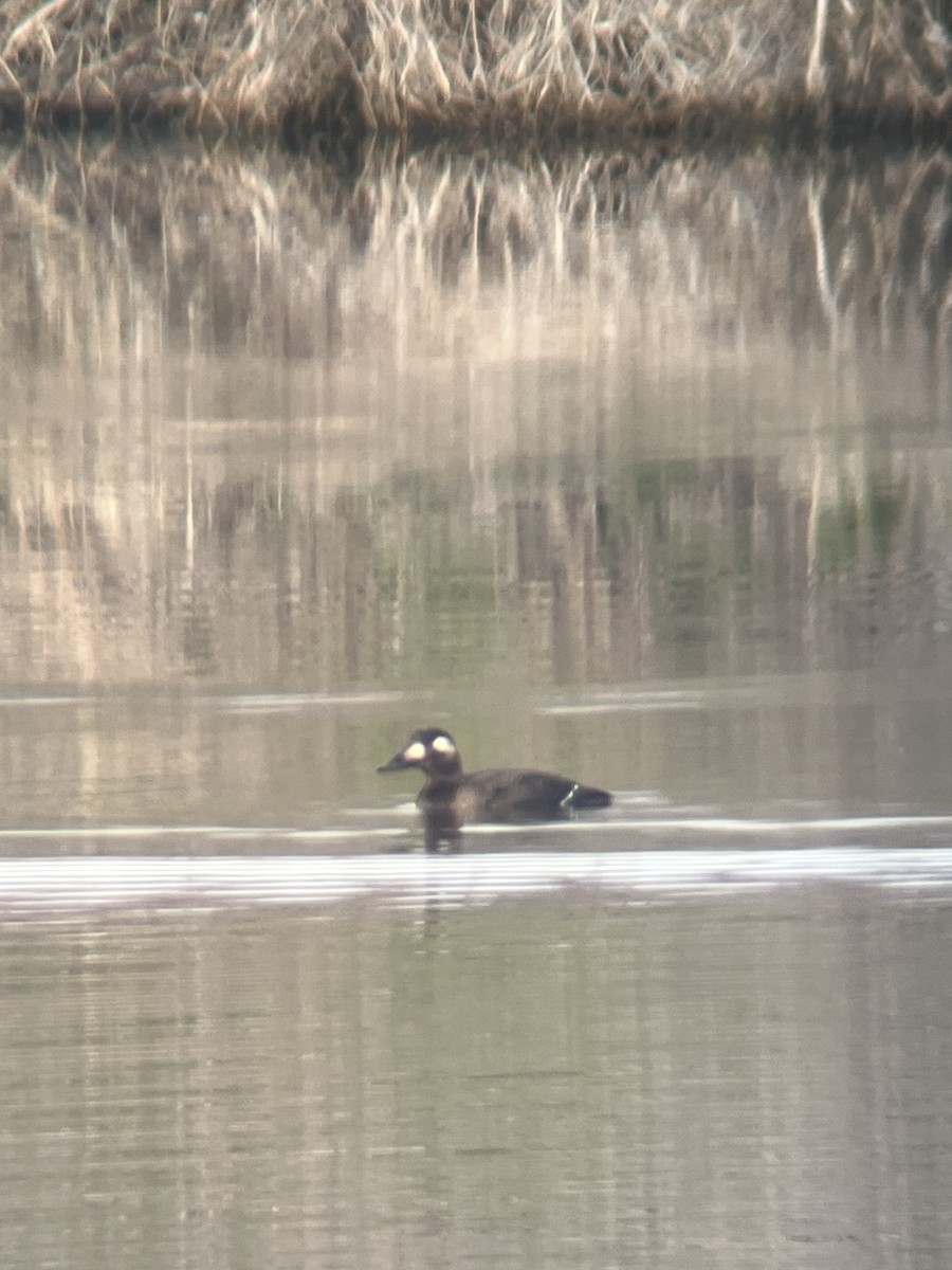 Ahatebeltz hegalzuri amerikarra - ML646743596