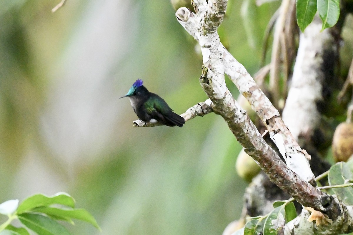 Antillean Crested Hummingbird (Grenadines and Grenada) - ML646743597