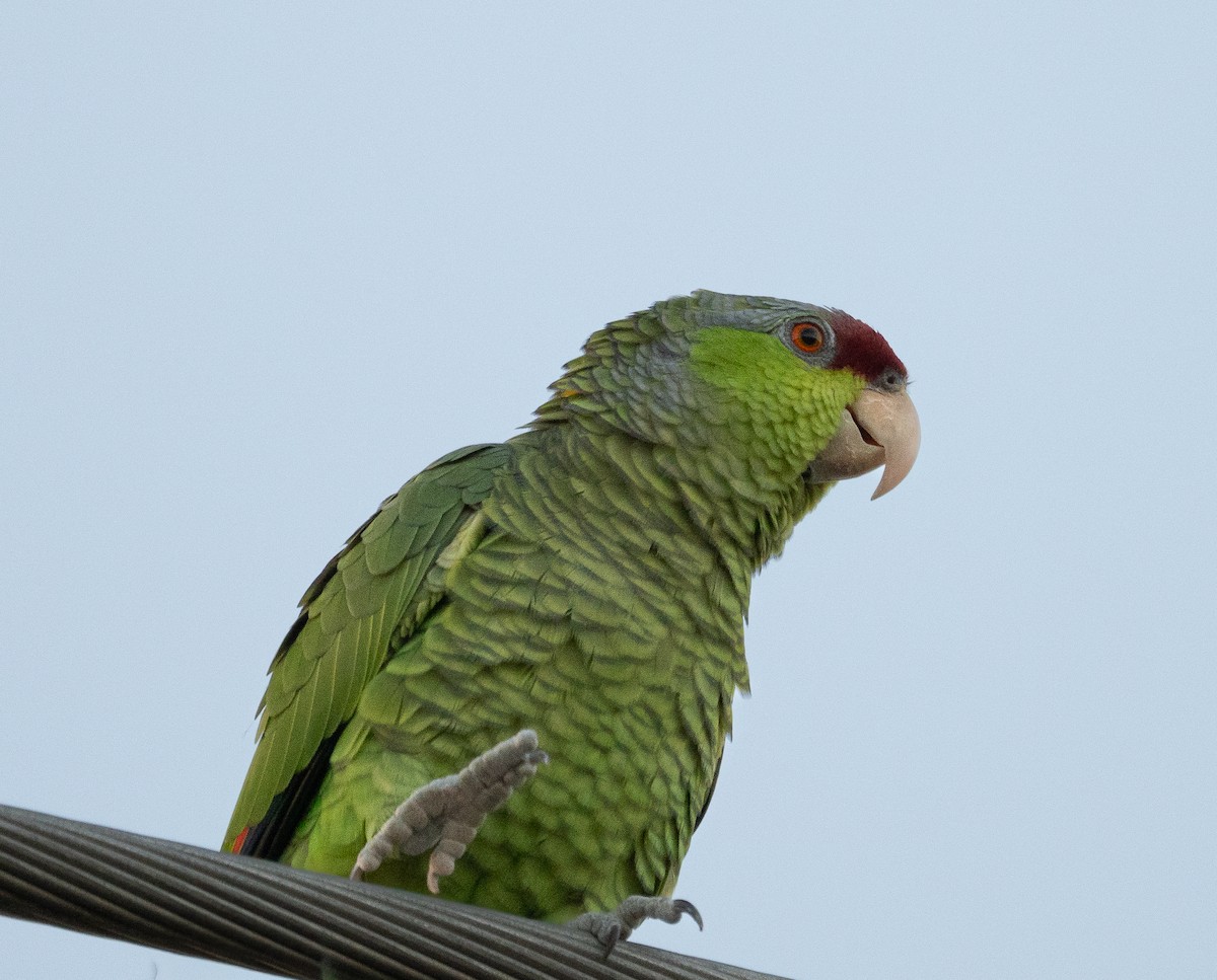 Lilac-crowned Amazon - ML646743606