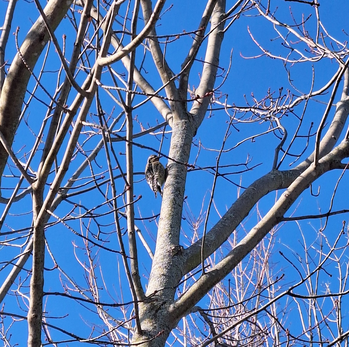 Yellow-bellied Sapsucker - ML646743611