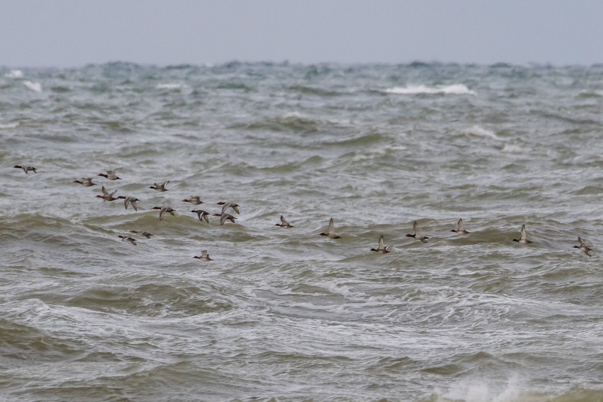Common Pochard - ML646743612