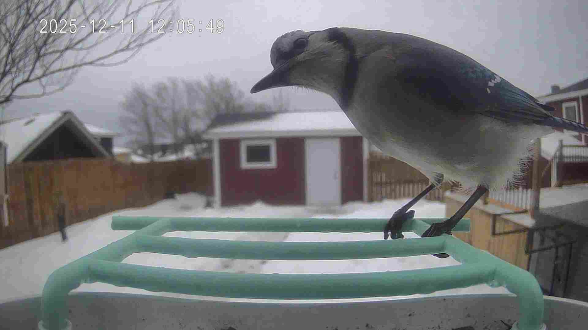 Blue Jay - ML646743613