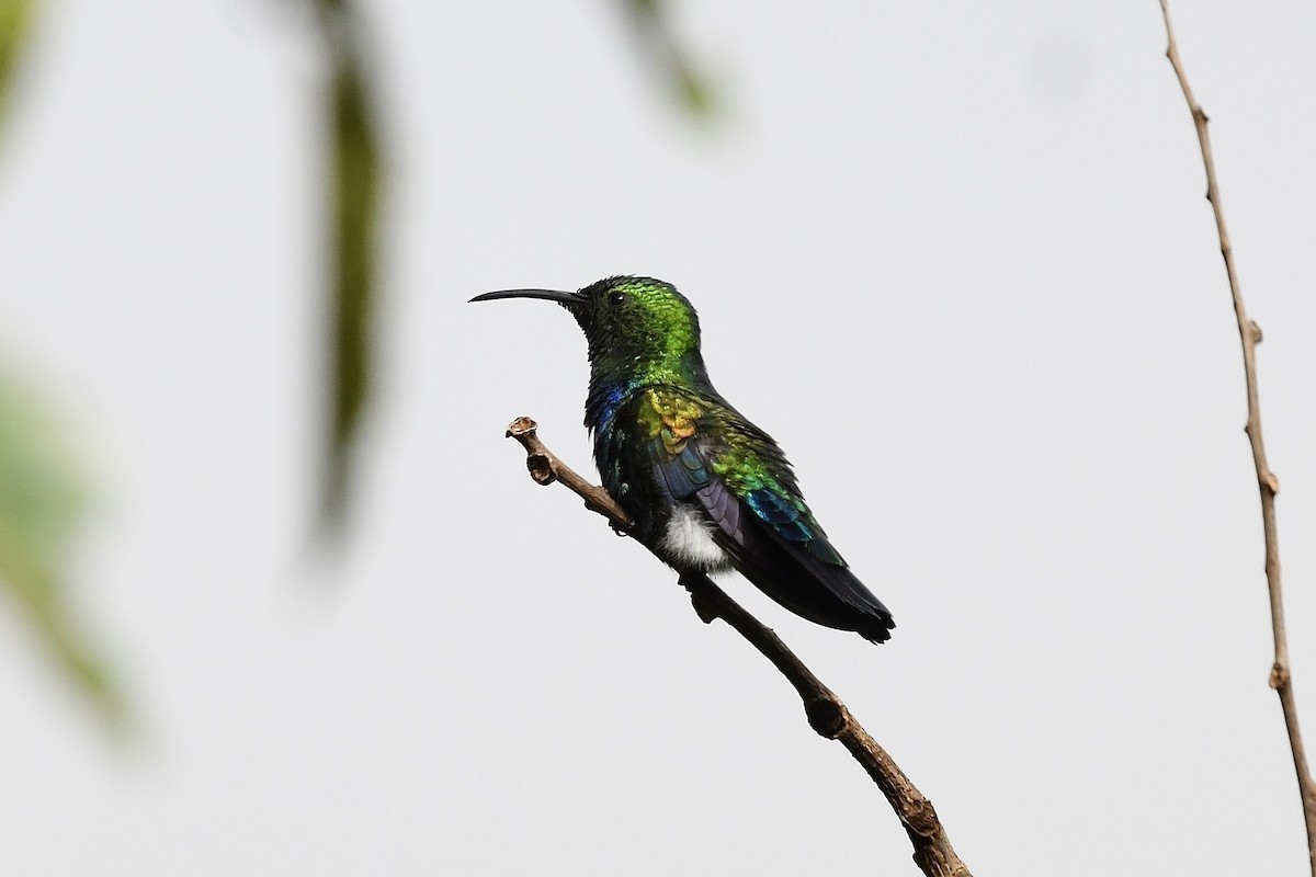 Green-throated Carib - ML646743614
