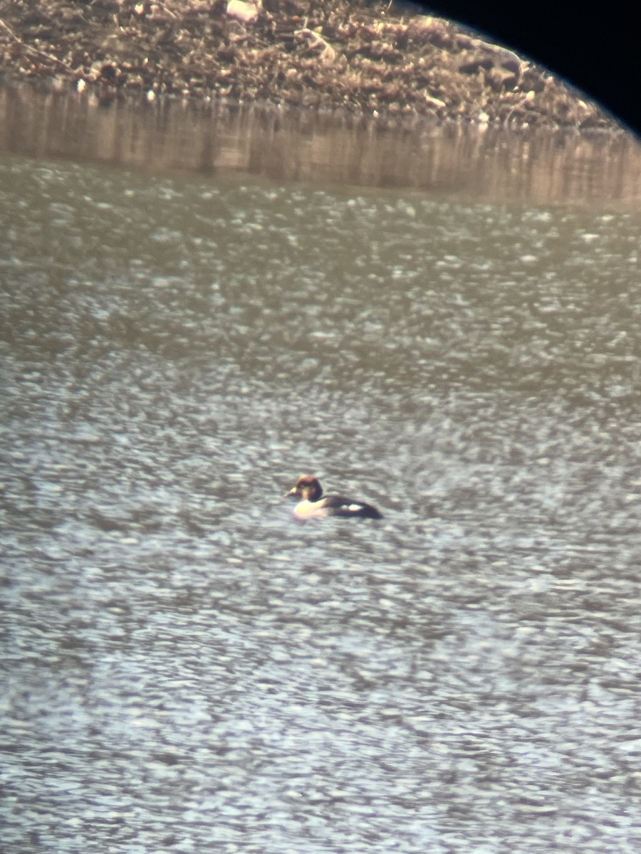 Murgilari urrebegia - ML646743618