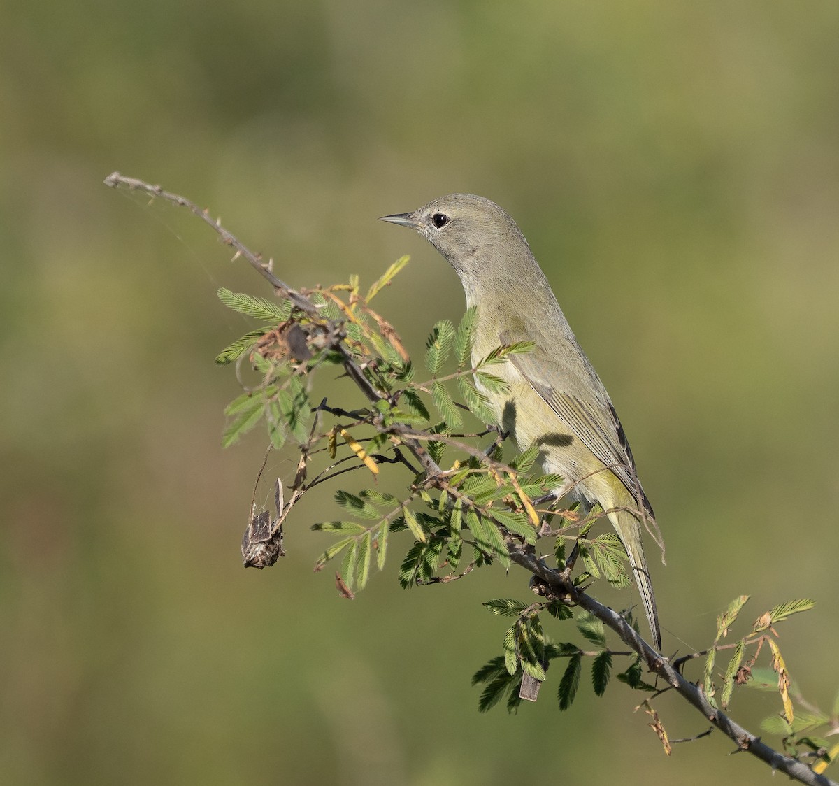 Orange-crowned Warbler - ML646743621