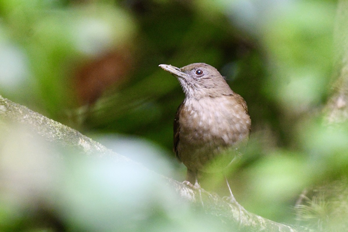 Cocoa Thrush - ML646743622