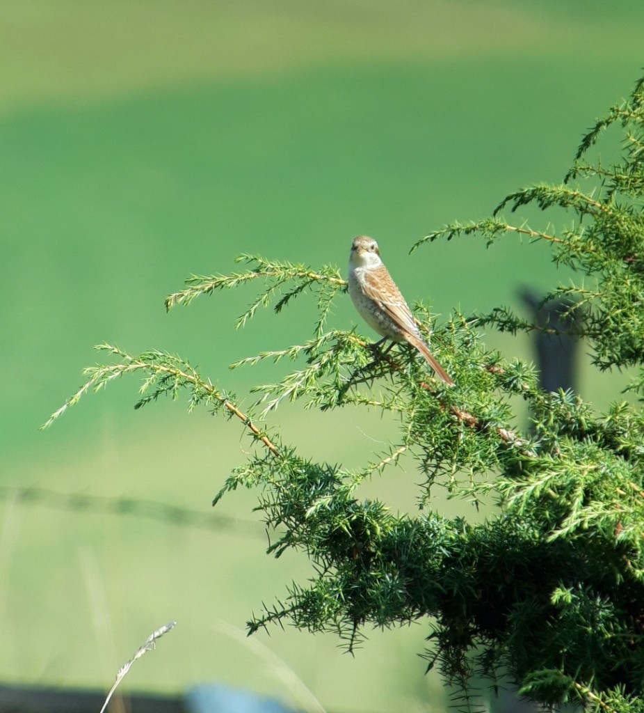 Red-backed Shrike - ML646743623