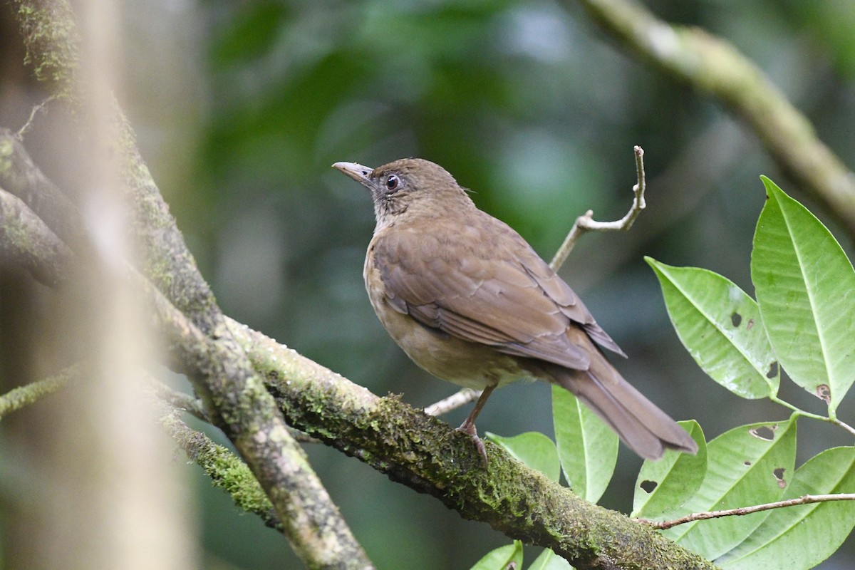 Cocoa Thrush - ML646743624