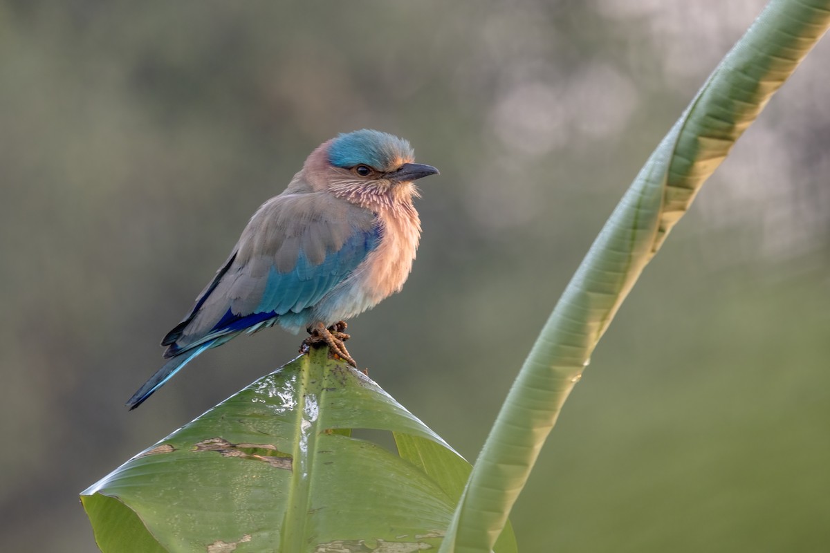 Indian Roller - ML646743627