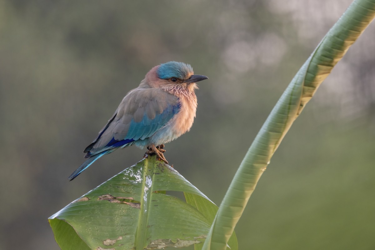 Indian Roller - ML646743628