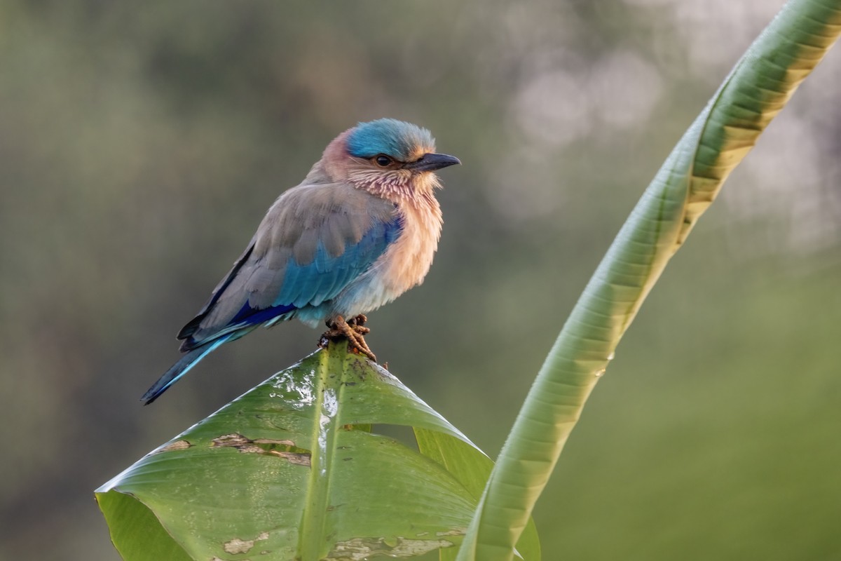Indian Roller - ML646743629