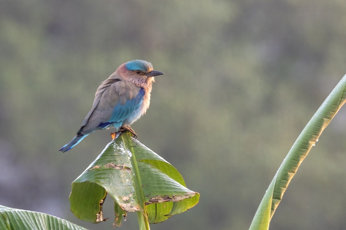 Indian Roller - ML646743630