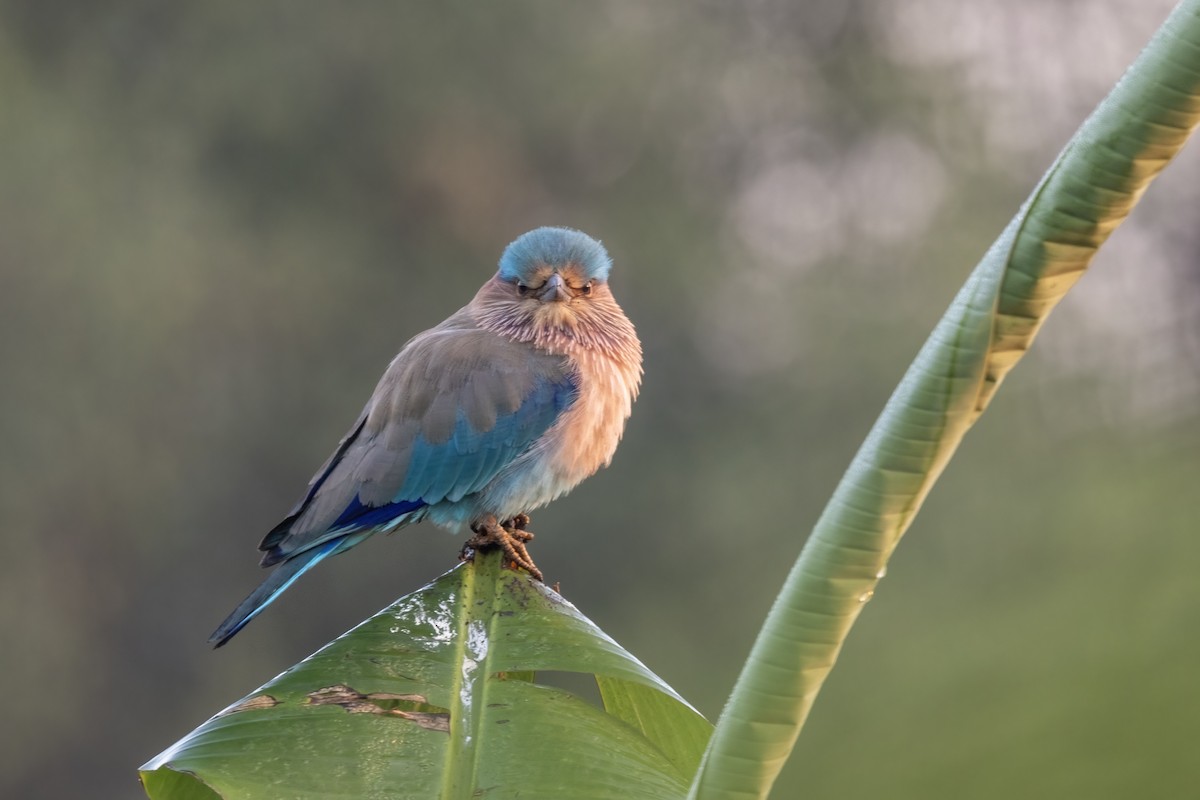 Indian Roller - ML646743631