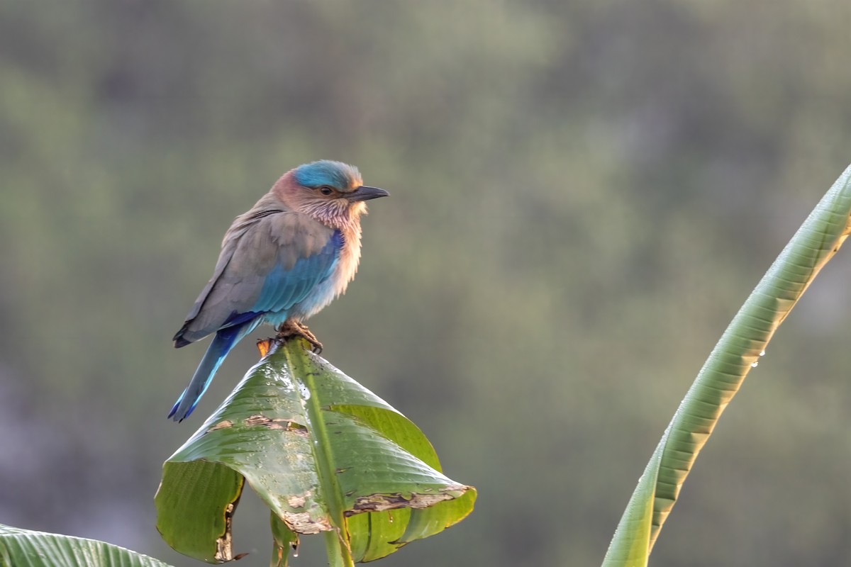 Indian Roller - ML646743632