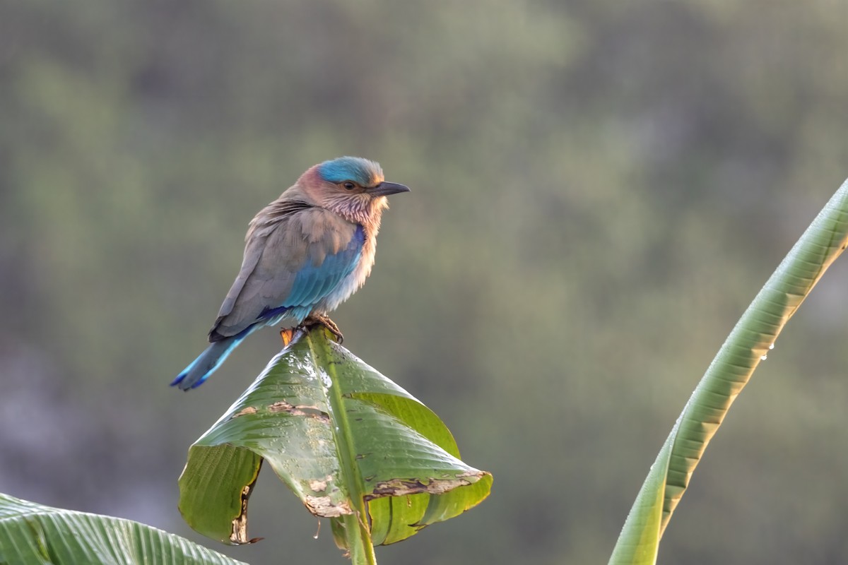 Indian Roller - ML646743633