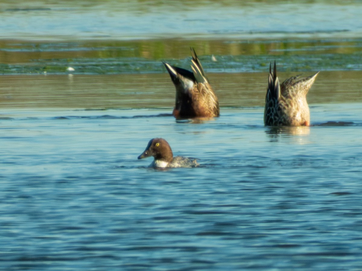 עבראש ירוק - ML646743634