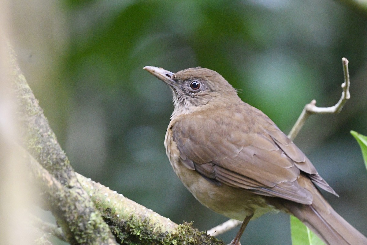 Cocoa Thrush - ML646743635