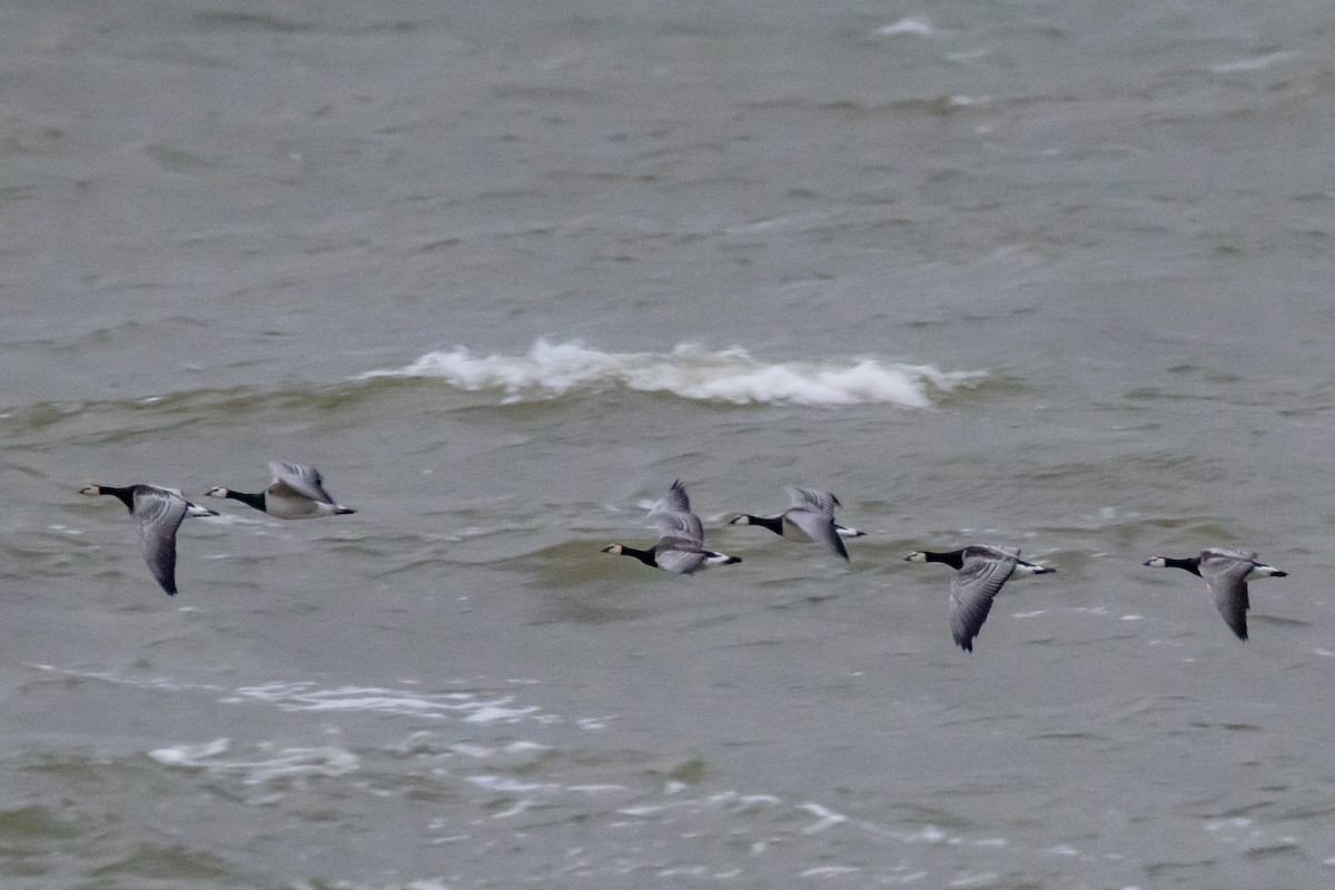 Barnacle Goose - ML646743636