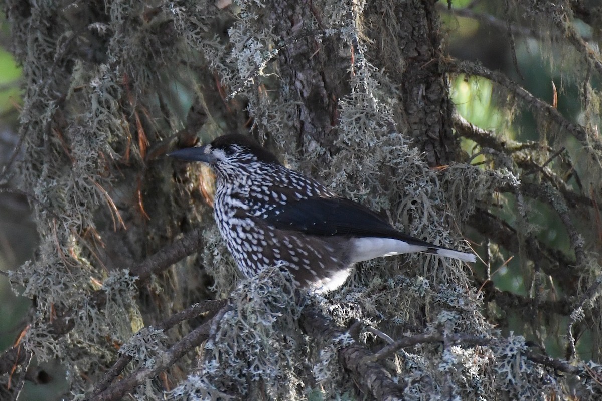 Northern Nutcracker - ML646743637