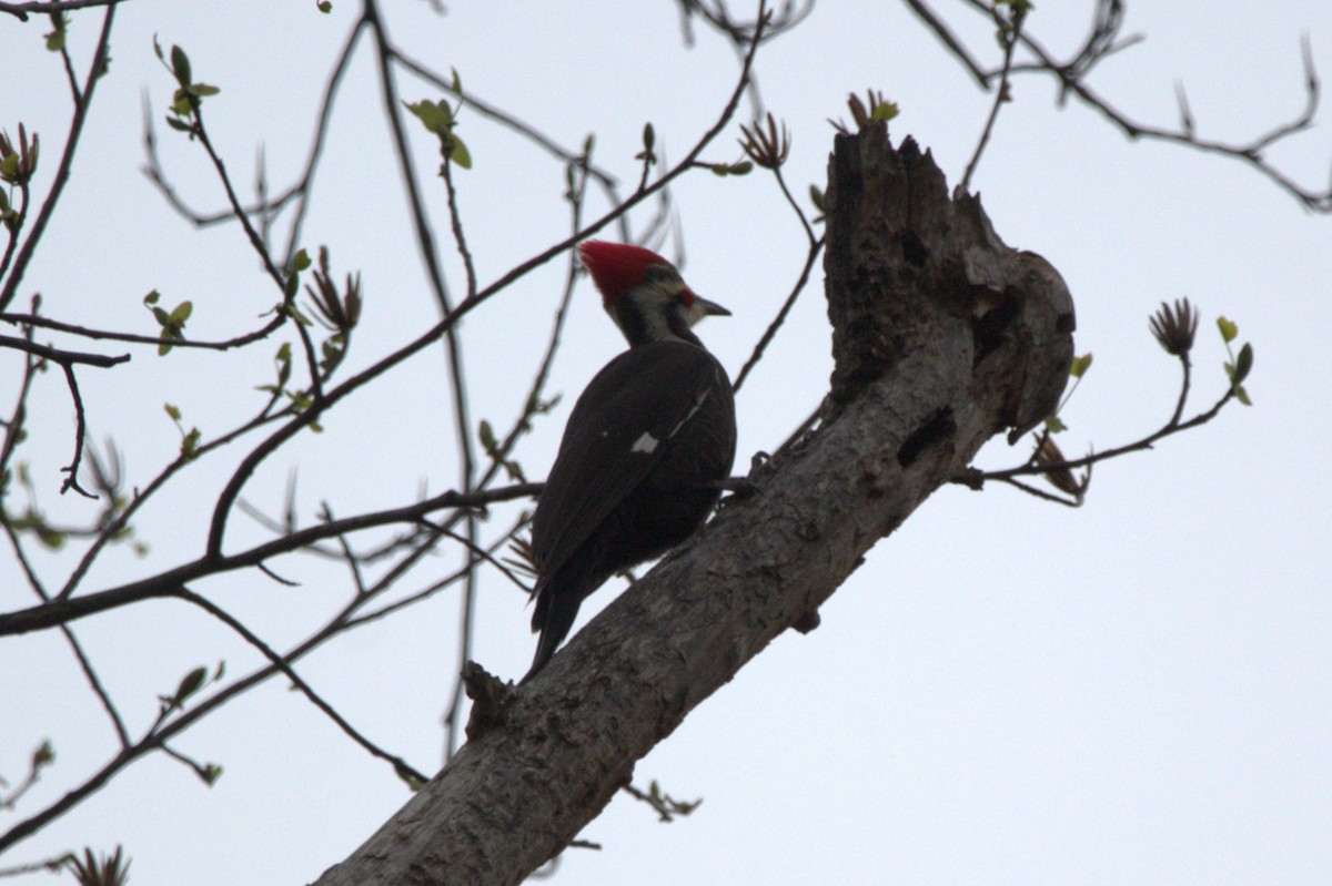 Picamaderos Norteamericano - ML646743642