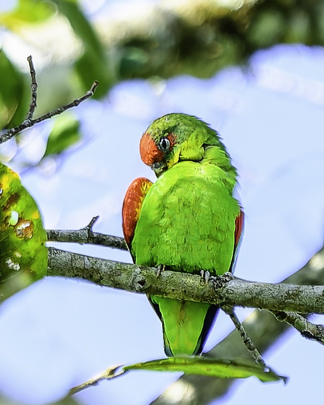 アカビタイイロオインコ - ML646743643