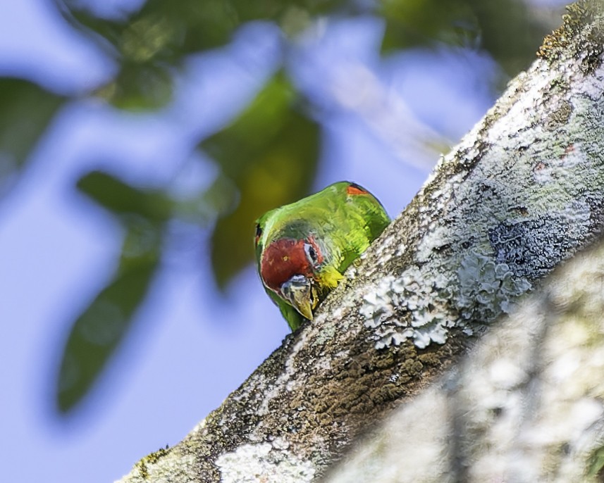 アカビタイイロオインコ - ML646743644