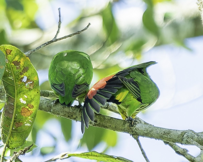 アカビタイイロオインコ - ML646743645