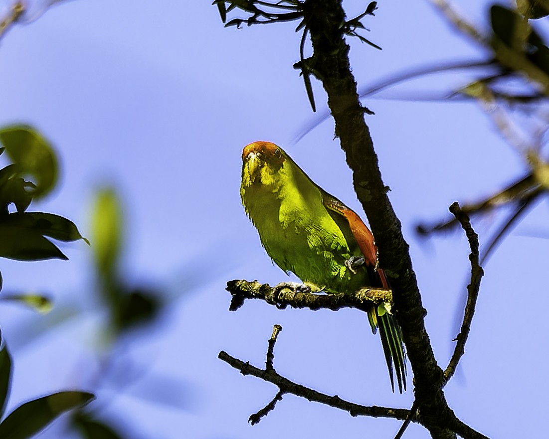 Red-fronted Parrotlet - ML646743646