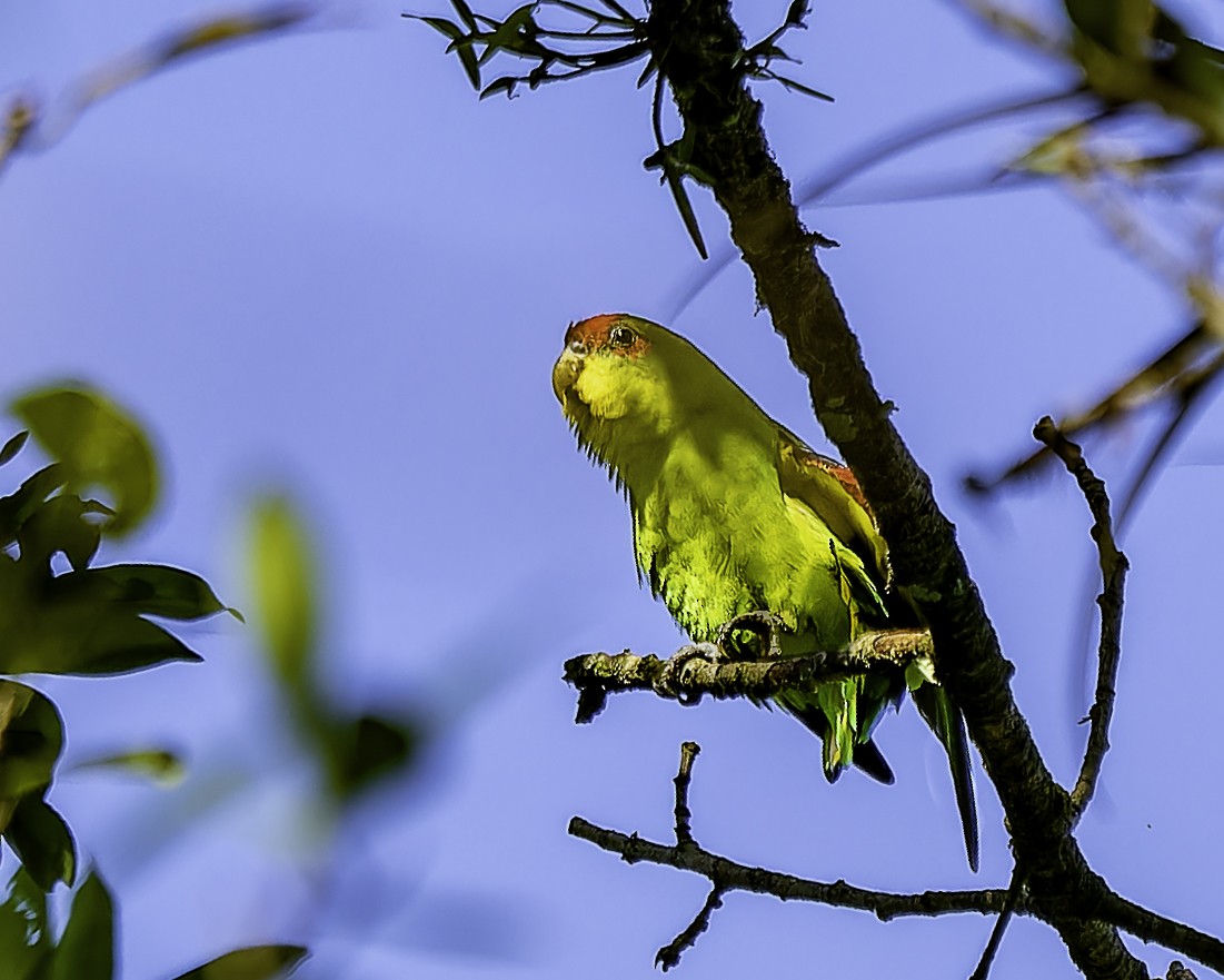 Red-fronted Parrotlet - ML646743647