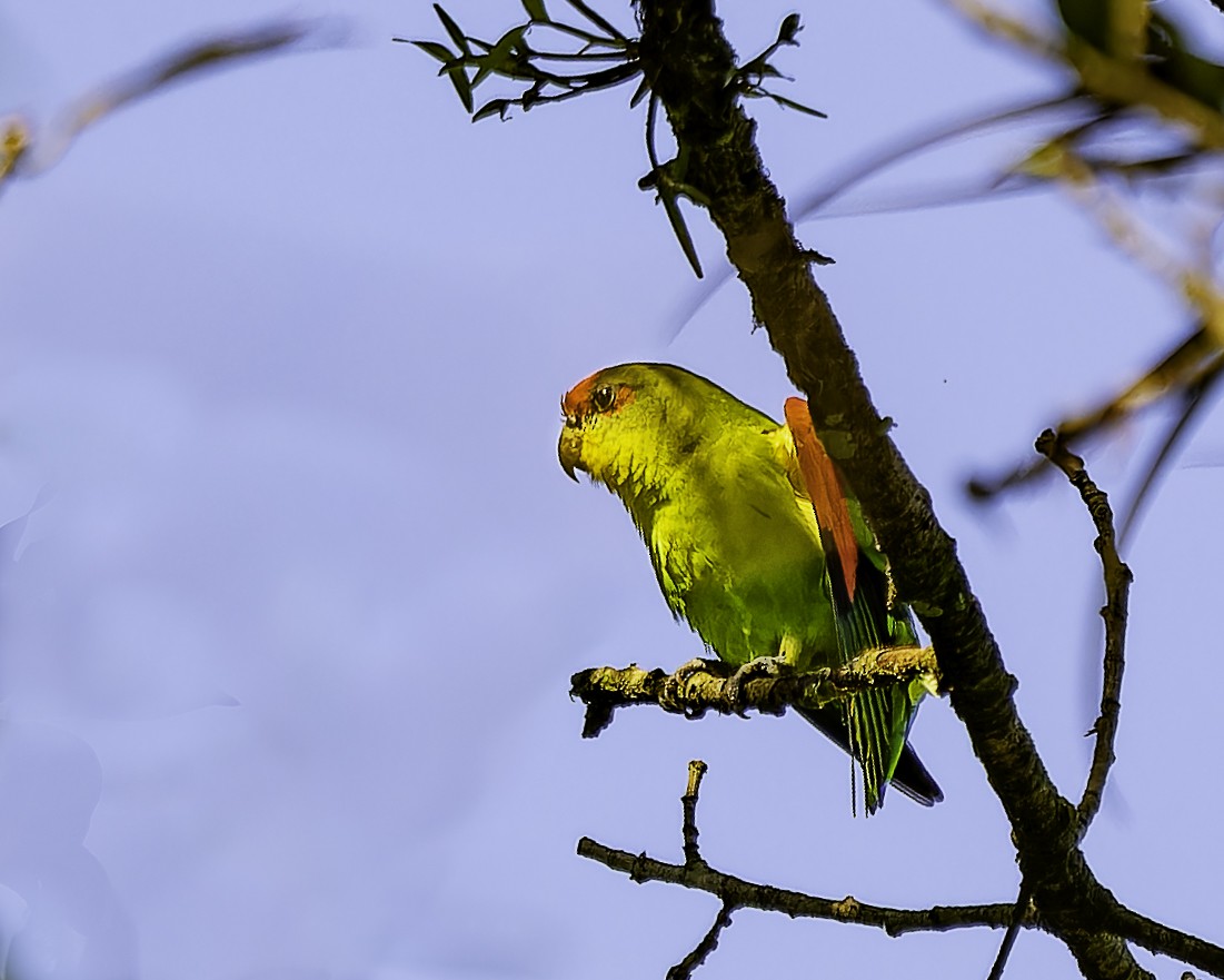 アカビタイイロオインコ - ML646743648