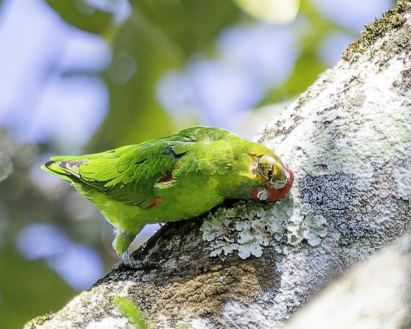 Red-fronted Parrotlet - ML646743649