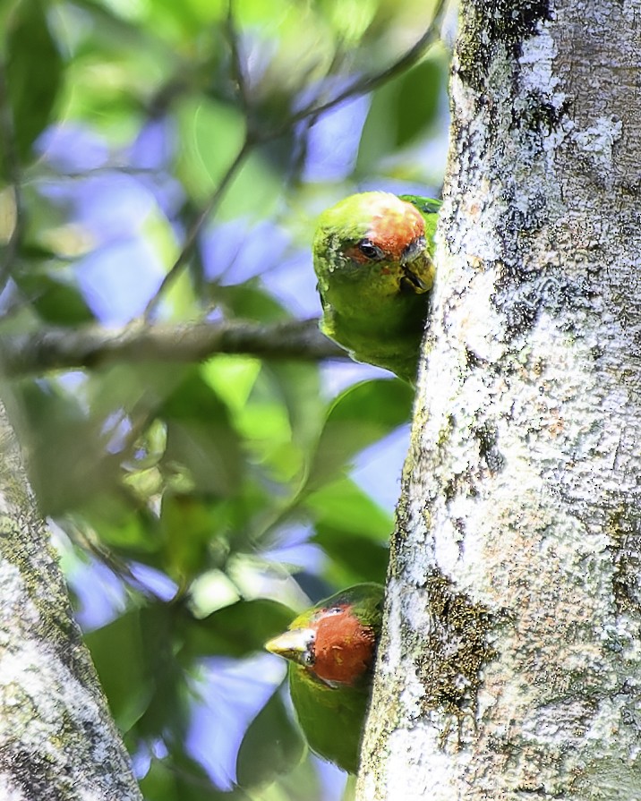Red-fronted Parrotlet - ML646743652