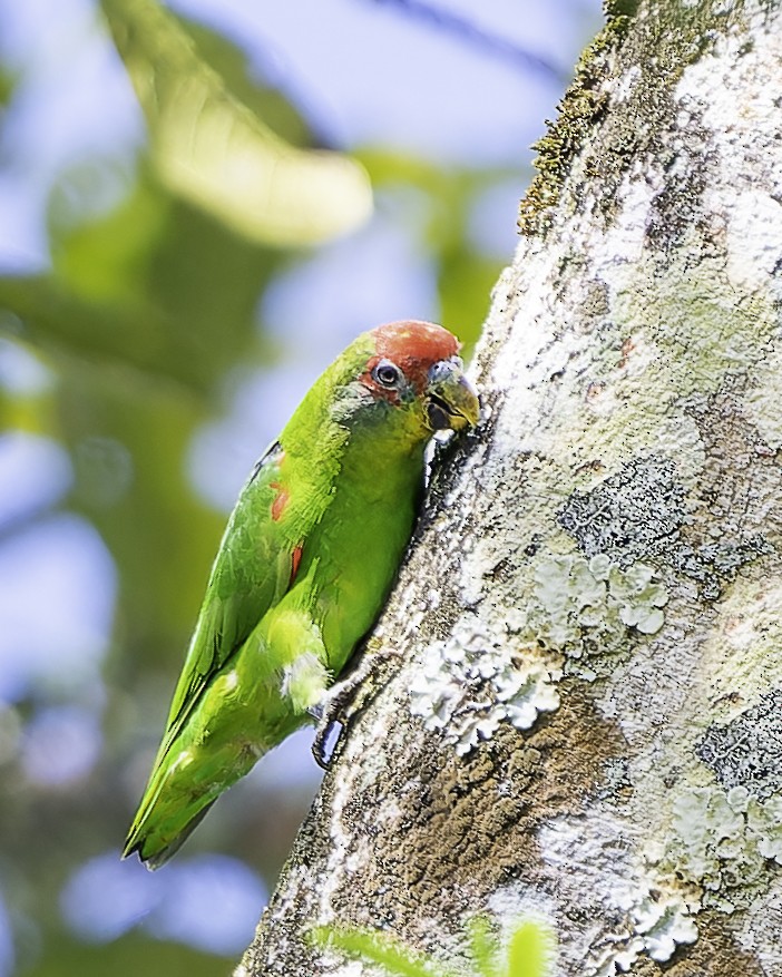 Red-fronted Parrotlet - ML646743654