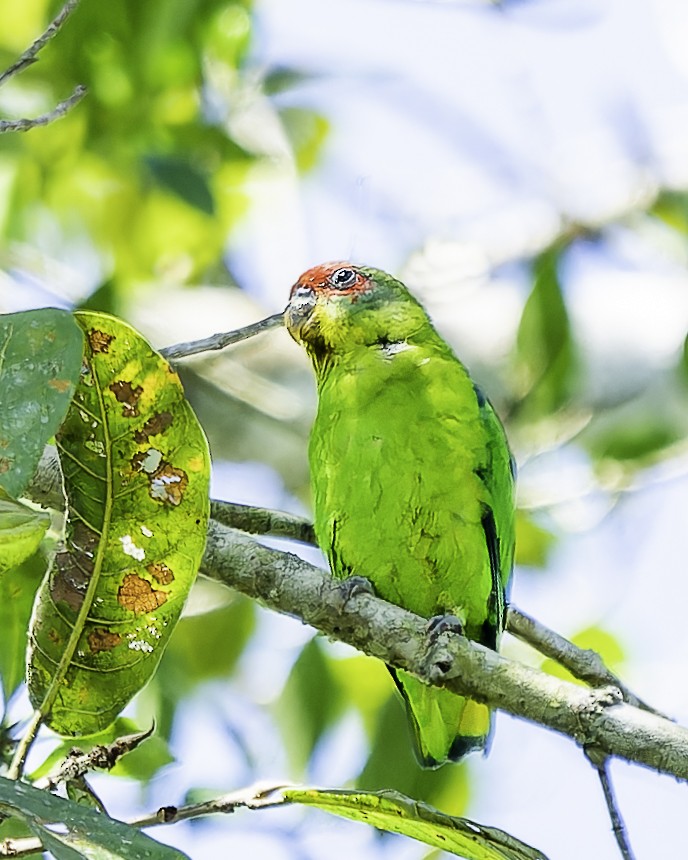 Red-fronted Parrotlet - ML646743655