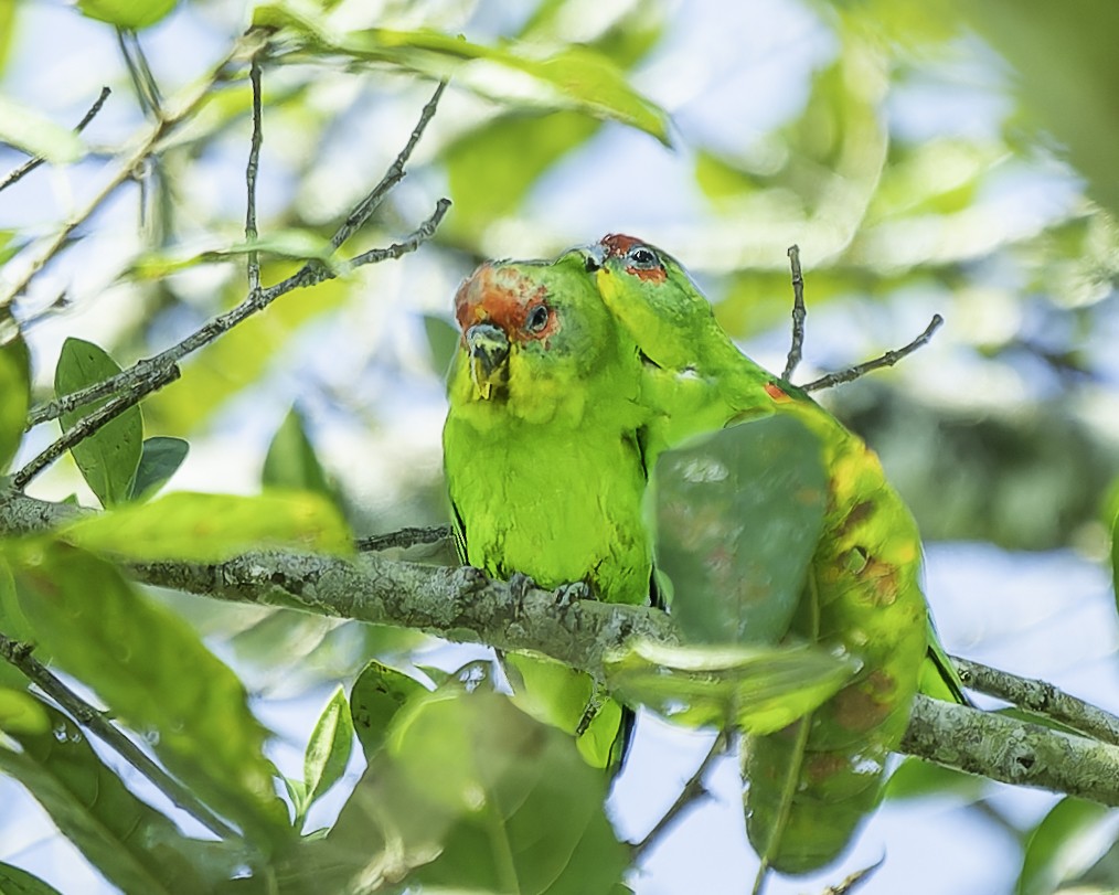 Red-fronted Parrotlet - ML646743656