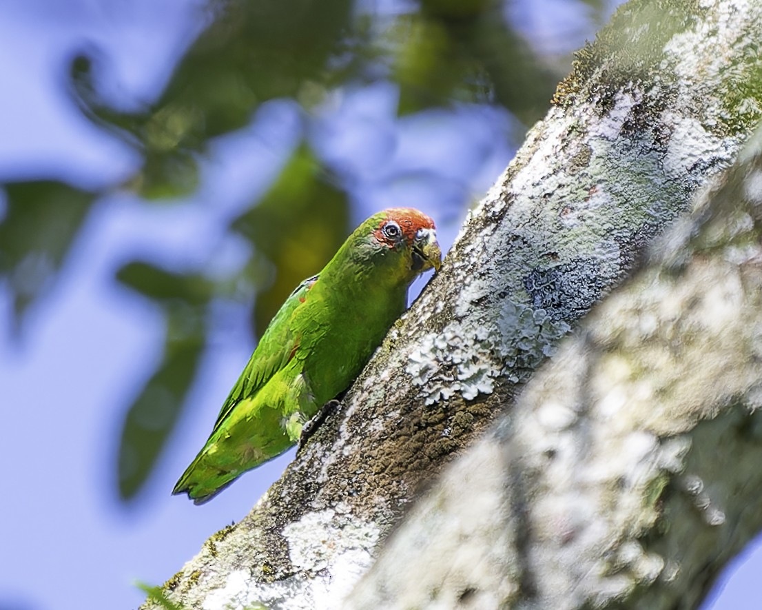 Red-fronted Parrotlet - ML646743657