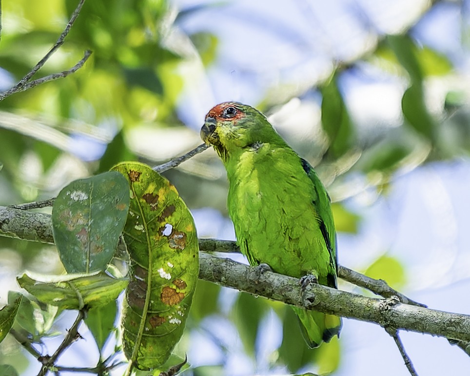 Red-fronted Parrotlet - ML646743658