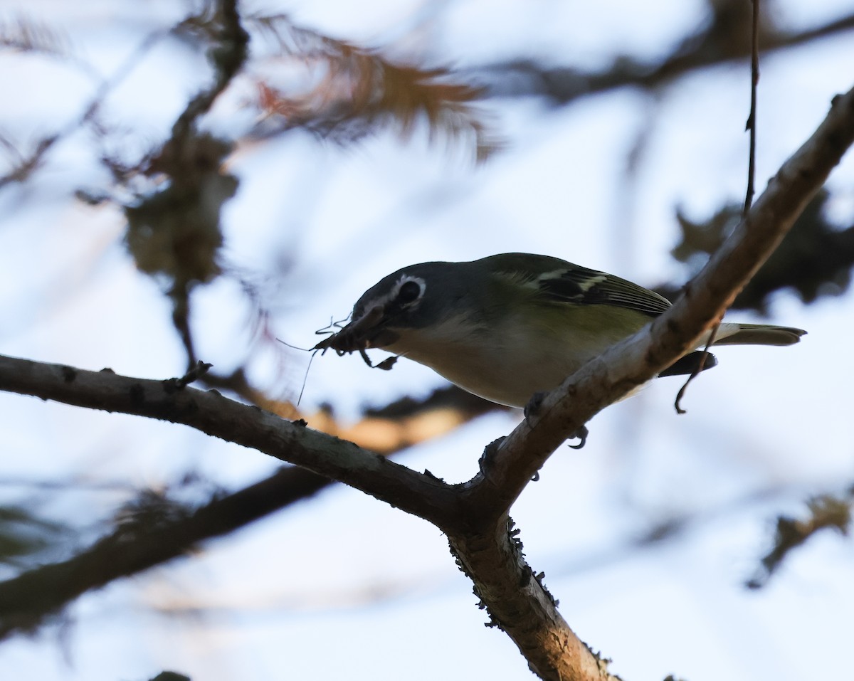 Blue-headed Vireo - ML646743659