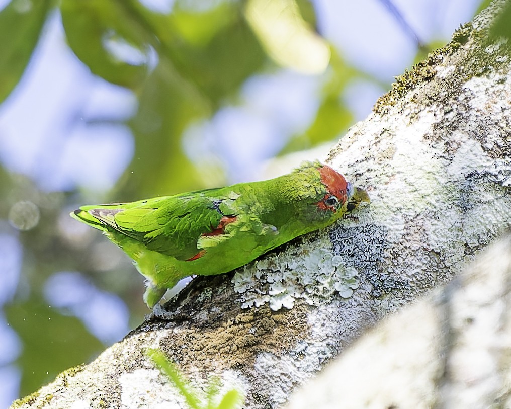 Red-fronted Parrotlet - ML646743661