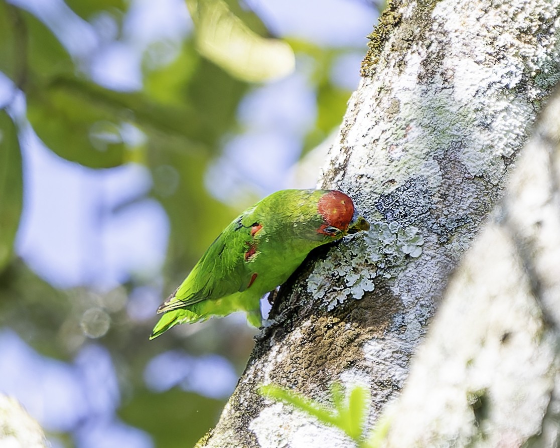 Red-fronted Parrotlet - ML646743662